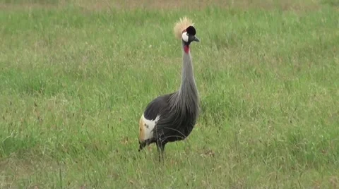 A big Crowned Crane with a big crest. Safari in Tanzania Stock Footage 56342586