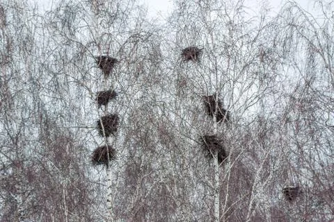 Big crows nests on trees in early spring Stock Photos