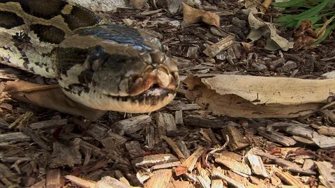 A big curious snake flicks its tongue at the camera while moving along the Stock Footage 121663808