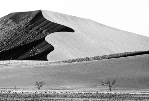 Big curved dune with two trees in the desert. Stock Photos