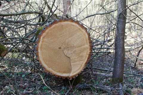 Big cut downed tree in a forest Stock Photos