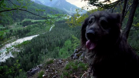 A big cute dog after sunset on an alpine cliff Stock Footage 107532444