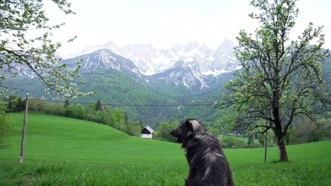 A big cute dog looking over an alpine valley Stock Footage 107524208