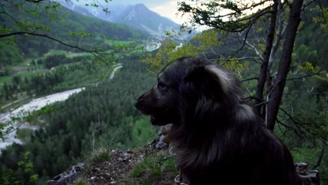 A big cute dog looking for something on a cliff Stock Footage 107533034