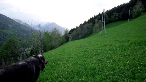 A big cute dog running in slow motion in a field in the alps Video stock 107535807