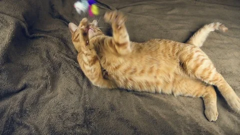 Big cute red cat playing on brown blanket Stock Footage 83092655