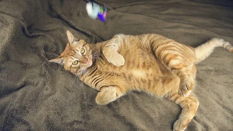 Big cute red cat playing on brown blanket Stock Footage 83093312