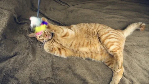 Big cute red cat playing on brown blanket Stock Footage 83429771