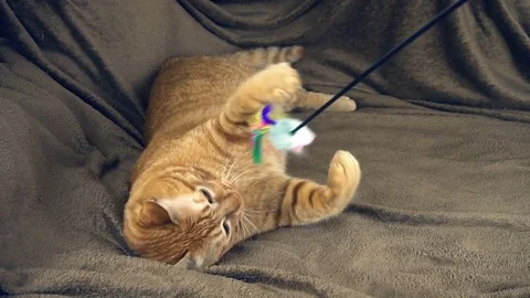 Big cute red cat playing on brown blanket Stock Footage 83501514