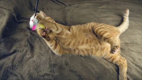 Big cute red cat playing on brown blanket Stock Footage 83501767