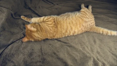 Big cute red cat playing on brown blanket Stock Footage 83501853