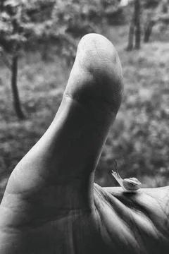 Big like for a cute small snail Foto stock