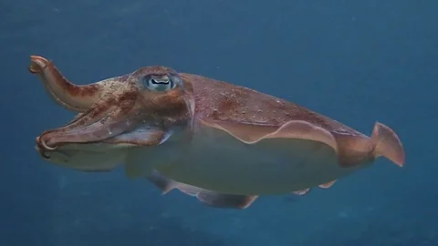 A big cuttlefish hovering from underneath Video stock 119765329