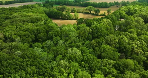 Big cypress tree state park, tennessee, showcasing dense green forests and Stock Footage 275153719
