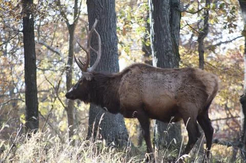 Big daddy elk Stock Photos