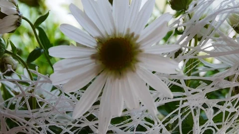 Big daisy in a bouquet of flowers Stock Footage 80707091