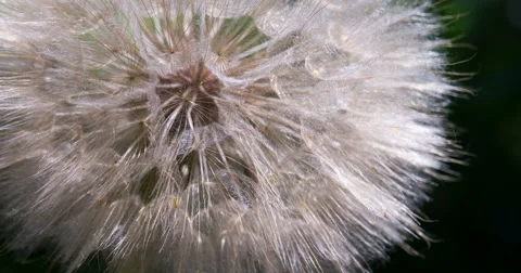 Big Dandelion 4K Stock Footage 61174435
