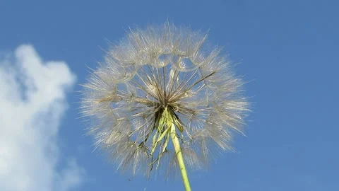 Big dandelion on a background of blue sky Tragopogon pratensis L Video stock 156413090