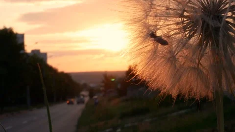 Big dandelion on the background of urban sunset Stock Footage 113742720