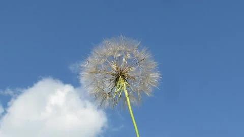 Big dandelion on a blue sky background the wind sways Tragopogon pratensis L Stock Footage 156413095