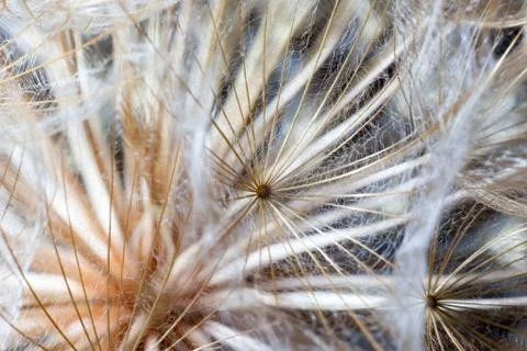 Big dandelion close-up Stock Photos