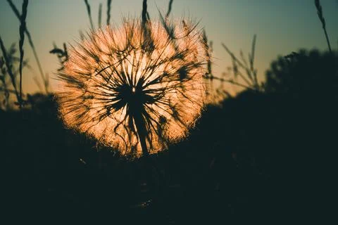 Big dandelion in front of setting sun. Darkened and vignetted Stock Photos