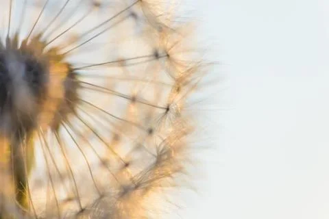 Big dandelion head Fotos Stock