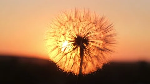 Big dandelion on a sunset background, close-up Stock Footage
