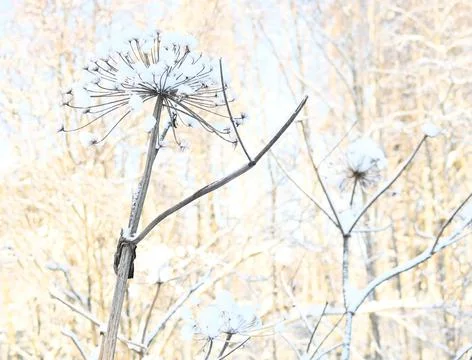 Big dandelion under the snow Stock Photos