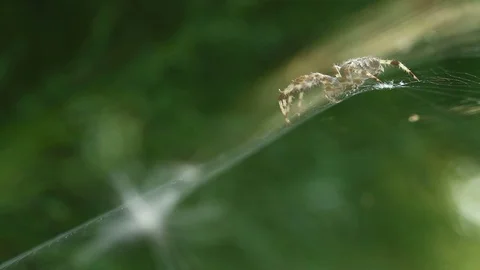 Position On Side Stock Videos – Royalty-Free HD & 4K Videos