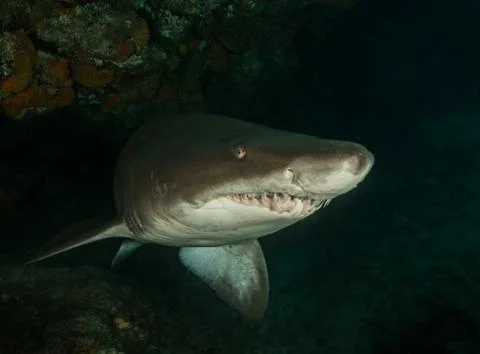 Big dangerous smiley Shark posing close up and swim in the dark water. Stock Photos