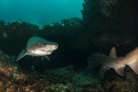Big dangerous smiley Shark posing and swim in the dark water. Stock Photos