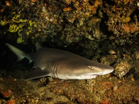 Big dangerous smiley Shark posing and swim in the dark water. Stock Photos