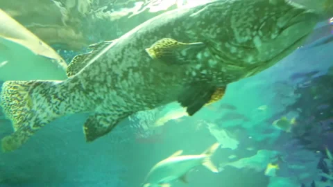 Big dappled grouper floating in aquarium Stock Footage 313352879