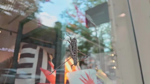 Big dark-gray of wart-biter crawling up on glass of shop showcase. Grasshopper Stock Footage 341292837