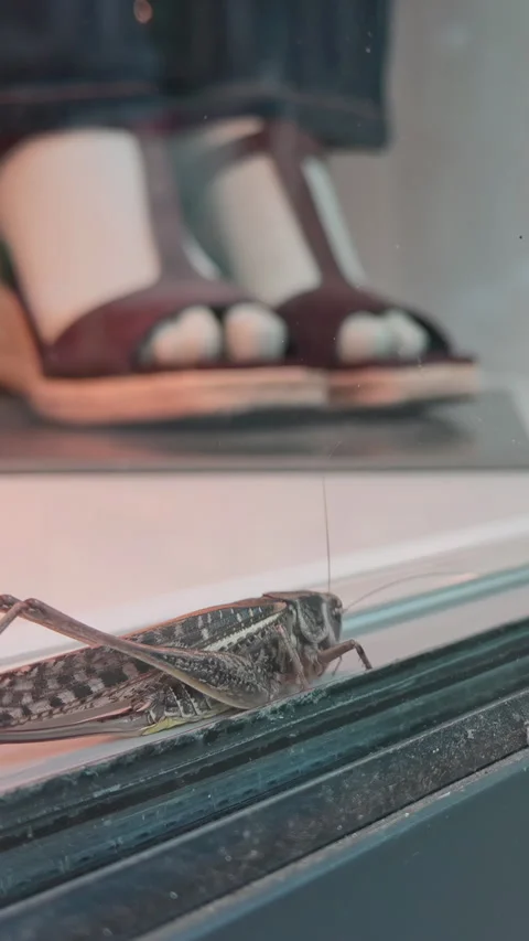 Big dark-grey bush-cricket sits on store front pane with showcase with mannequin Stock Footage 338135577