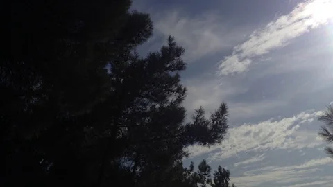 Big Dark Pine tree with cones in the wind against a blue sky &amp; white clouds Stock Footage 119308175