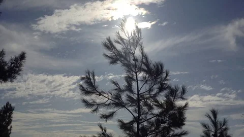 Big Dark Pine tree with cones in the wind against sun , blue sky &amp; white clouds Stock Footage 119308224