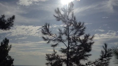 Big Dark Pine tree with cones in the wind against sun, blue sky &amp; white clouds 2 Stock Footage 119308231