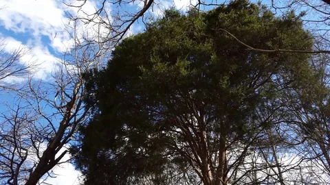 Big Dark Tree Swaying in Wind 스톡 동영상 73347554