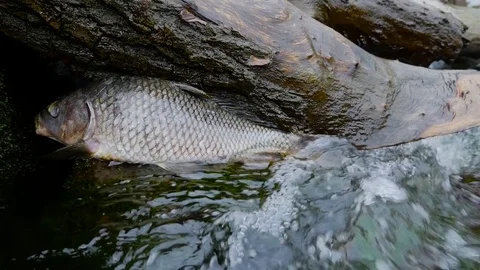 Big dead fish in a stream Stock Footage 80423867