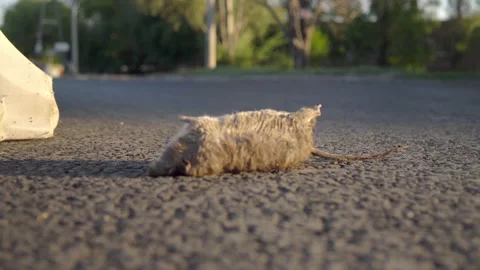 Big dead rat against the background of passing cars. Urban pest rodent. 4k Video stock 157073375