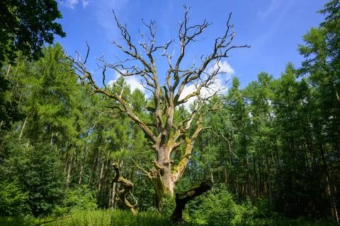 A big dead tree in a deciduous forest Stock Photos