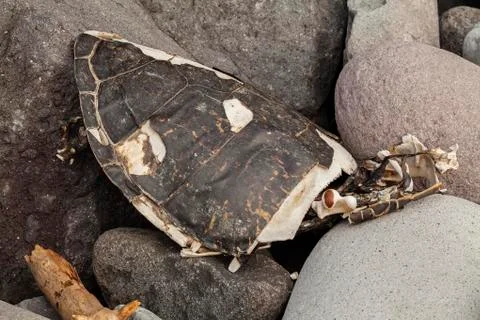 Big dead turtle Skeleton lying on seashore Stock Photos