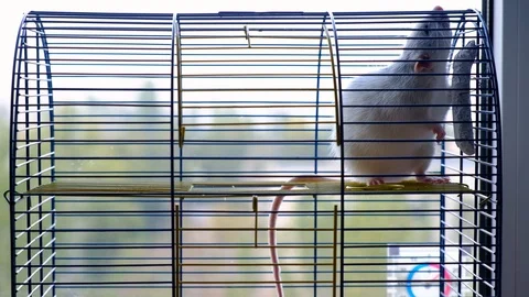 Big Decorative Gray Rat In A Cage. Stock Footage 128033343