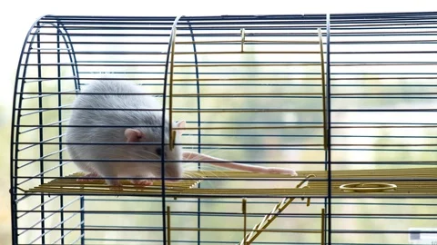 Big Decorative Gray Rat In A Cage. Stock Footage 128033624
