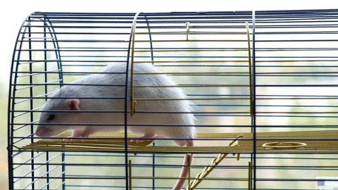 Big Decorative Gray Rat In A Cage. 스톡 동영상 128033653