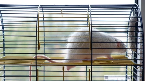 Big Decorative Gray Rat In A Cage. Stock-Footage 128033683