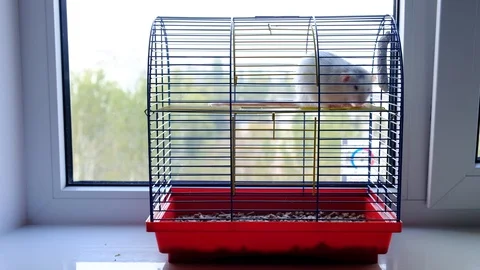 Big Decorative Gray Rat In A Cage. Stock-Footage 128033717