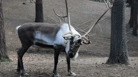 A big deer with horns grazes in the forest. Vídeos de archivo 101432250